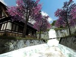 Превью 1 – sakura